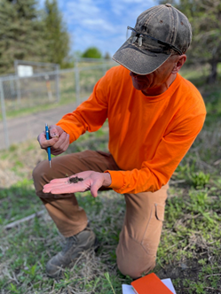 An ecologist with the project team assesses the Eden Prairie establishment progress