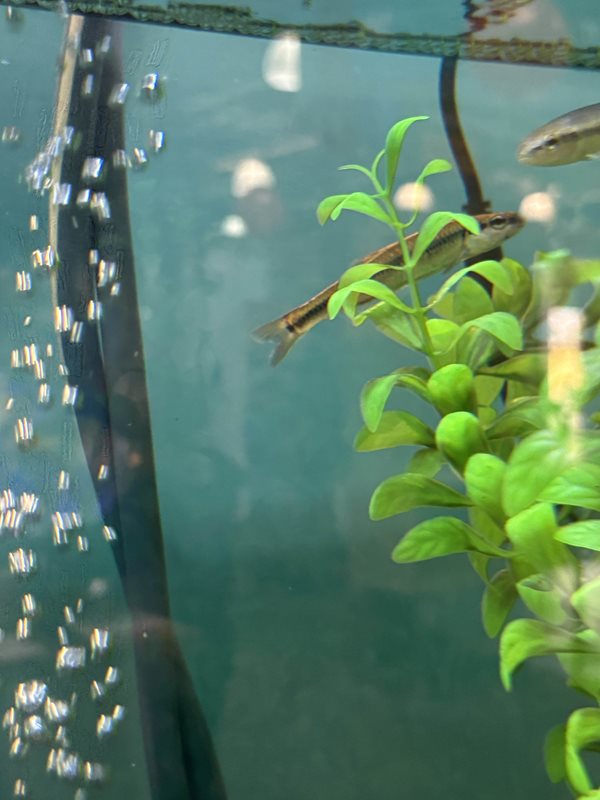Fish and plant life in an aquarium at the Oh poop! exhibit.